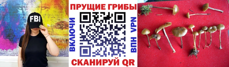 Купить где  Лысково  Псилоцибиновые грибы GOLDEN TEACHER 